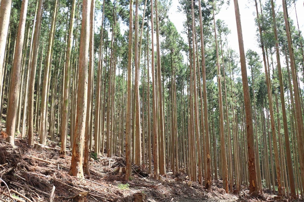 仁淀川の山林